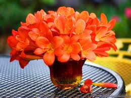 orange flowers indulge